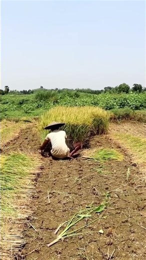 Rice Harvesting With Sickle Method Process #shorts #agriculture #farming