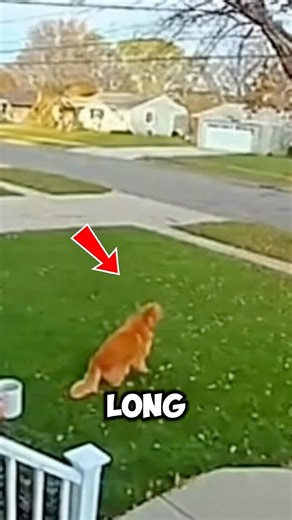 Dog Saves Owners From Falling Tree Caught on Camera