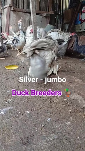 Muscovy Duck Breeders 🦆🐥🐥 #muscovys #muscovyducks #usareels #newyorkcity #highlights | Sobat Farms Mentok Kesesi