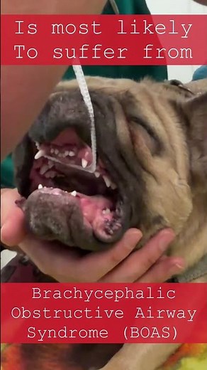 Elongated Soft Palate Laser Surgery