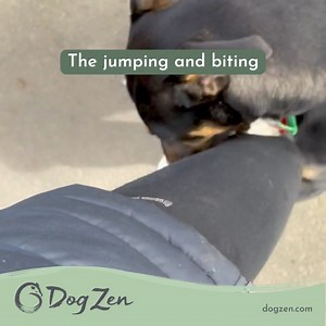 66 reactions · 7 comments |  Discover the secret to raising a happy, well-behaved pup with Dog Zen. Our Virtual Puppy School offers expert guidance, personalised advice, and a supportive community. Start your training journey now! | Mark Vette - Animal Behaviourist | Facebook