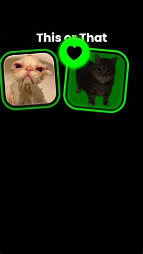 TRY TO CLICK ON THE SOUND 🥰😭😽 #cat #trending #meme #funny #viralshorts #cute