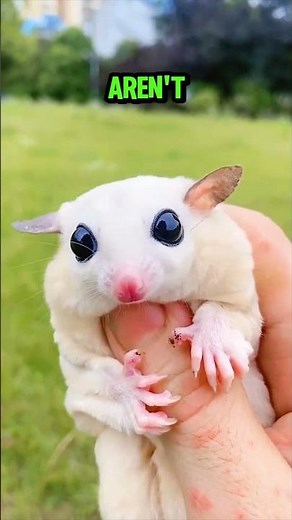 Flying Squirrels Don’t Actually Fly! 🐿️✨