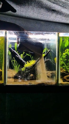 Resetting 🌿🐟 #aquarium #fishkeepinghobby #shortvideo #aquascapegallery #fish #fishtank