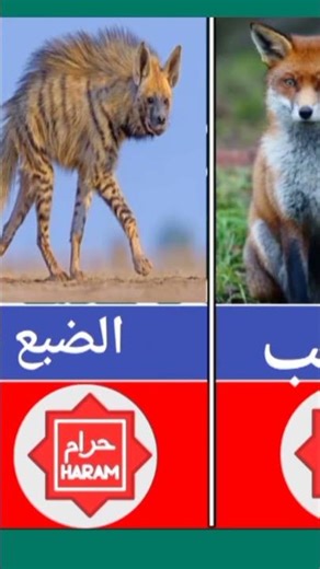 الحيوانات البرية في الإسلام: الحلال والحرام