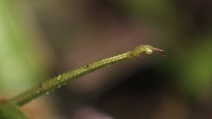 Close Centipede Eating Katydid Stock Footage Video (100% Royalty-free) 7291003 | Shutterstock