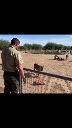 “Tiger Calmly Eats After Zookeeper Tosses Meat Over Fence”