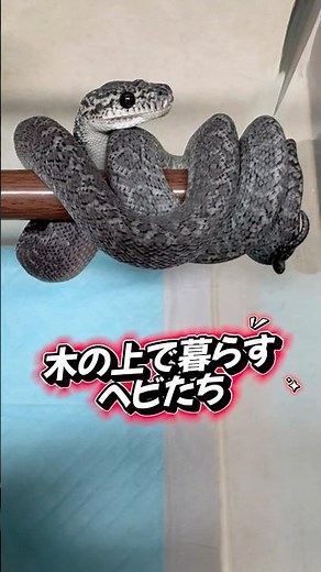 木の上で暮らすヘビたちの生態について語る🌲🐍 #爬虫類 #蛇 #ペット #かわいい #癒し #おもしろ
