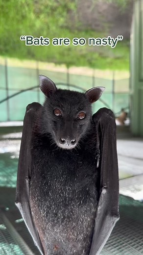 “Source? My beautiful mind” #bats #lubeebats #cute #funfact | vampire bats
