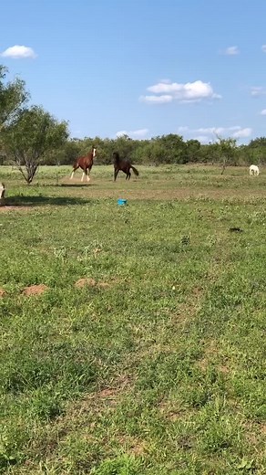 My yearling don’t let the gelding get close to the mares 🐎#country #foryou#horses#mares#geldingvsmare #rancho#texas#viral#rancho#mexicano #caballos