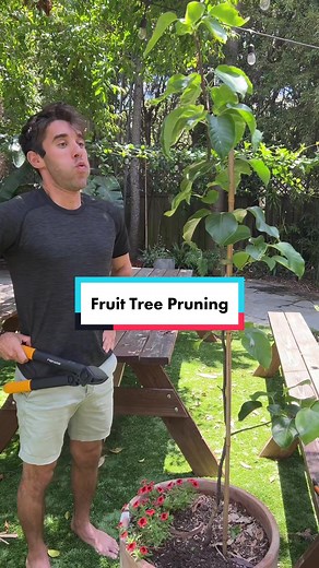 Fruit tree pruning tips! I love keeping my fruit trees small and managable for harvesting, so dont be afraid to give them a good prune each season #pruning #fruittree #fruittreepruning