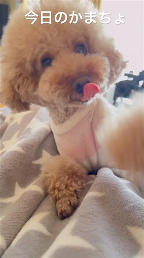これはずるい🥹 #トイプードル #toypoodle #かわいい#可愛い #cute #ペット#pet #pets #家族#family #あるぷ #animals #アニマル発見隊#癒し