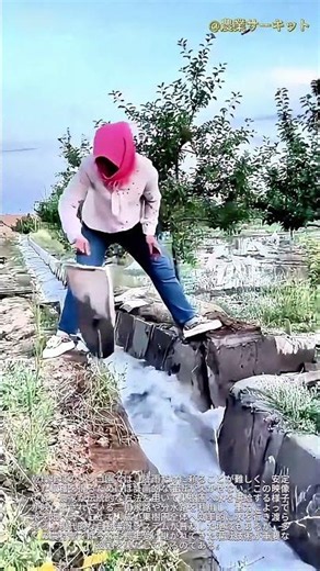 乾燥地帯のリンゴ農家による灌漑：リンゴ園における伝統的な灌漑の日常