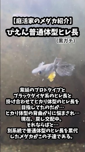 【庭活家のメダカ紹介】ぴえん普通体型ヒレ長（黒ガチ）#メダカ #めだか