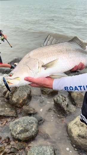 Bazza's 78cm Catch with Daiwa Gear and Malosi Minion