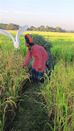 Techniques for catching pheasants with a pheasant hook 🦩#shortsfeed #indonesia