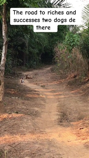 The Best Dogs: Fastest and Smartest Breeds Revealed