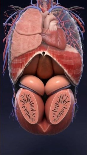 Realistic 3D Anatomy Animation of the Male Scrotum #shorts