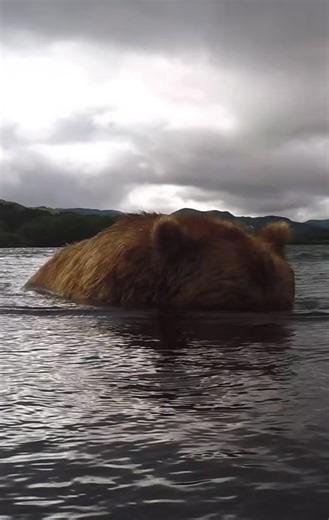 A brown bear goes fishing! 🐻🎣