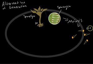 SOLVED:Knowledge/Comprehension In a life cycle with alternation of generations, multicellular haploid forms alternate with (A) unicellular haploid forms. (B) unicellular diploid forms. (C) multicellular haploid forms. (D) multicellular diploid forms.