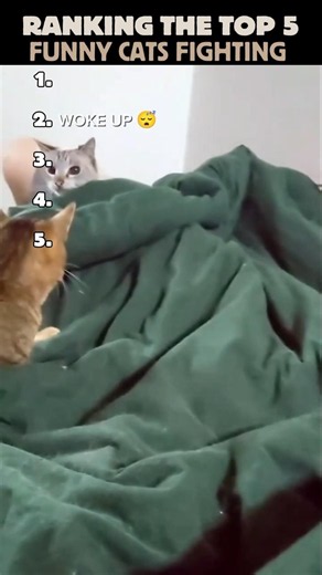 Ranking the Top 5 Funniest Cat Fights 😹⭐