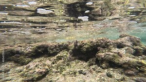 Squid captured in underwater filming. Squid swim through ocean depths, displaying their movements and behavior. This video highlights squid in their natural habitat