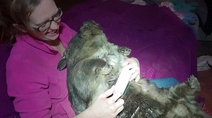 16K views · 668 reactions | Puddy may be our biggest wombat but don't let this tough exterior fool you! He loves brushes, fine dining, lots of kisses and strolls through the forest ❤ | Wombat Awareness Organisation | Facebook
