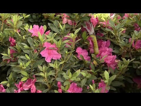 Pruning Encore azaleas
