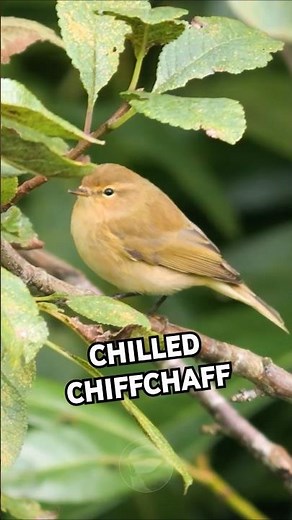 Nice view of the elusive Chiffchaff bird with its call #shorts