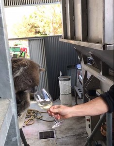 292K views · 2.3K reactions | Koality control at The Lane Vineyard is a serious task. Nothing substandard gets passed Drinky Bill here! | South Australia | Facebook