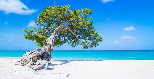 Aruba Flora and Fauna - wildlife, trees and nature - VisitAruba.com