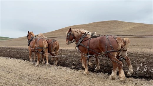 262K views · 6.2K reactions | Teamsters used mules and horses to prepare the seedbed to plant wheat at the Palouse Empire Fairgrounds near Colfax, Wash., this morning. They will use horses and mules on grain drills tomorrow to put in the wheat seed, and in the fall, they'll harvest the crop using horses and mules on a push header, and bunk wagons. We'll have the full episode of the spring work sometime this summer on RFD-TV and our YouTube channel. | Rural Heritage Magazine | Facebook
