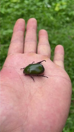 The maturation process of two beetles