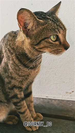 💕🐈😼❤🐈‍⬛🐱💕#shortsfeed #catvideos #cat #shorts