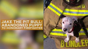 964K views · 3K reactions | After being severely burned in a fire as a puppy, a pit bull named Jake is getting a second chance at life after being adopted by the firefighter that rescued him. abc7.la/1QQrH6m | ABC7 | Facebook