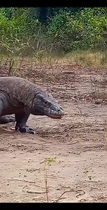 528K views · 4.6K reactions | Animal Planet TV on Reels | Facebook