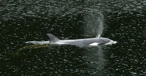 Family of orphaned orca calf spotted off coast of Vancouver Island