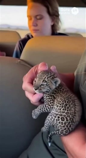Jaguar vs Hyenas: Desperate Mother Throws Cub onto Jeep to Survive #JaguarVsHyenas