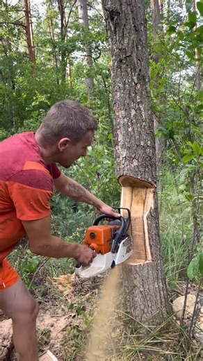 The Safest Tree Cutting Technique Ever #shorts