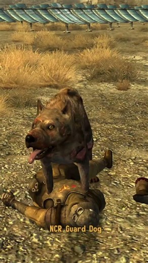 This Dog some how surived the Helios One test #fallout #newvegas
