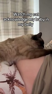7.1K views · 130 reactions | You can be her furry godmother! 擄 #Cat #Pregnancy #CatLovers | Fur Family | Facebook