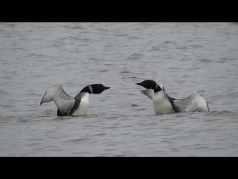 Common Loon Courtship Dance
