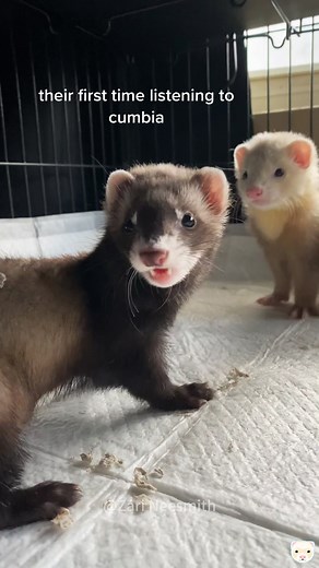 Explore the World of Adorable Ferrets