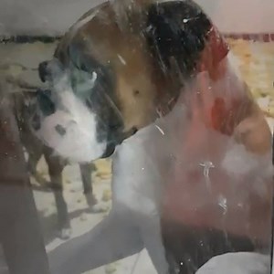 38M views · 372K reactions | 100% Boxer fans! | Try Not to Laugh | Facebook