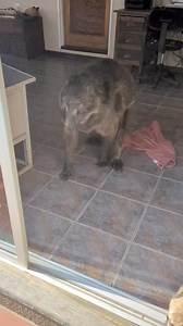 853K views · 9.9K reactions | Even though we try our best to guide Cindy the Baboon, sometimes accidents happen 藍殺 #animallover #funnyanimals #monkey #toocute #animalfriendly | Ruben Namibia | Facebook