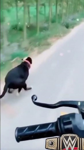 Pitbull Running Speed: The Fastest Pitbulls in the World