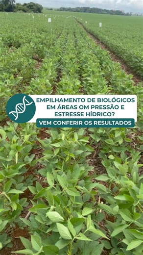 Dra. Lais Fontana on Instagram: "Empilhamento de biológicos em áreas com pressão e estresse hídrico? Vem conferir os resultados! 🌱 Mostramos como diferentes tratamentos biológicos impactam o desenvolvimento das plantas. Em uma área que passou por estresse hídrico, testamos combinações de Bradyrhizobium, Azospirillum, Bacillus bionematicida, Trichoderma e Micorriza. A questão crucial aqui são os ajustes de dose e a compatibilidade entre esses produtos. Iniciamos com o TS químico, depois aplicamo