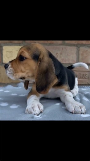 Whining Puppy 🐶💔 Real sad puppy softly whimpers, emotional and heart-touching.