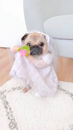 5.9M views · 10K reactions | Would you say yes to this stunning bride? ‍♀️ #pug #dog #dogsofinstagram #pugsofinstagram #WeeklyFluff | Loulou the pug | Facebook