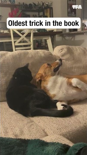 Sneaky Corgi tries the oldest trick in the book 😆 #pets #shorts #funny #relatable